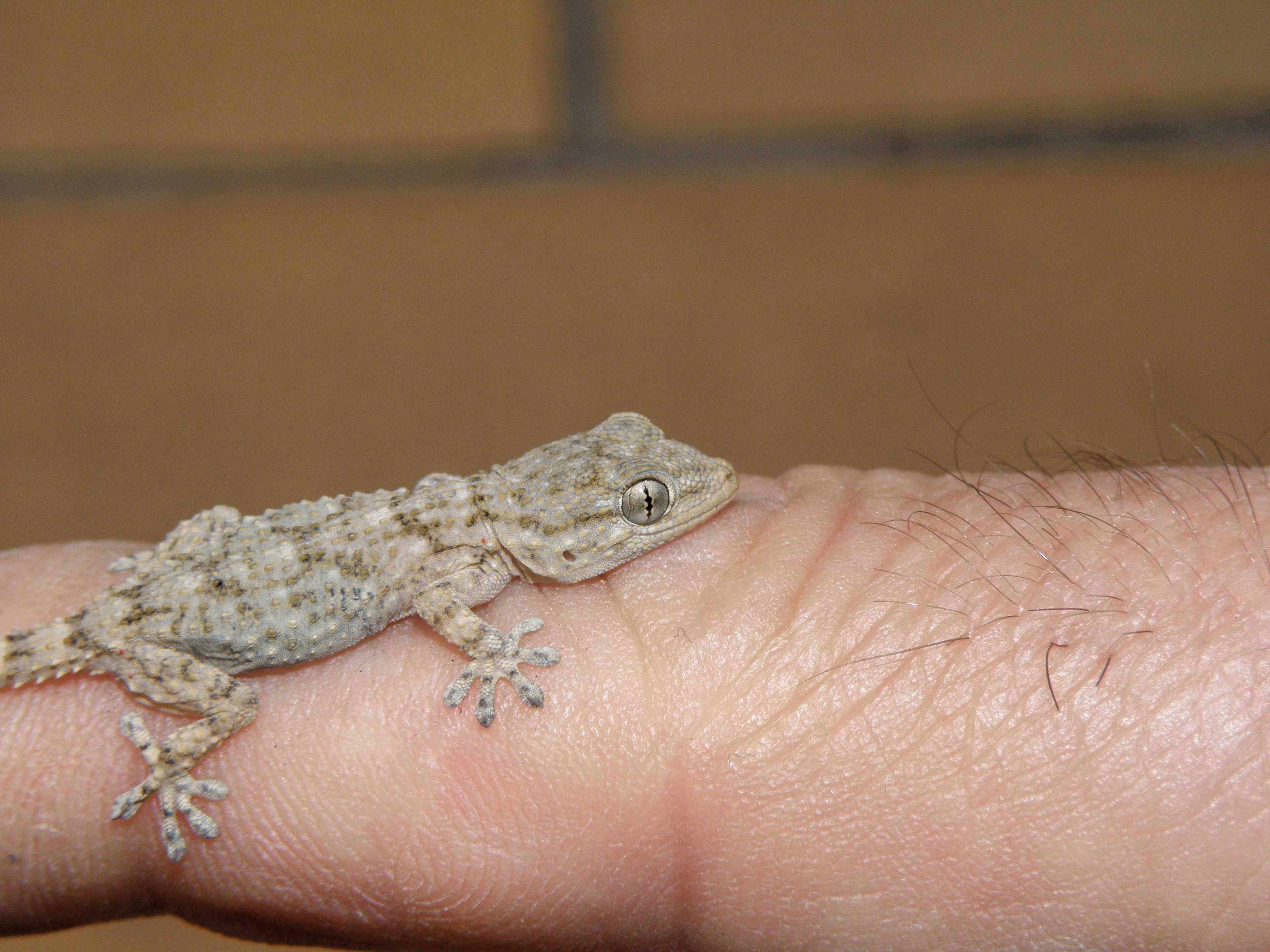 gecko-p2115846-dx6535